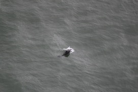 Missing Picture